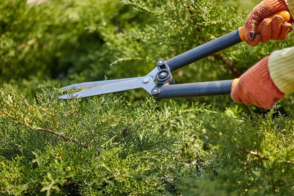 Landscaping